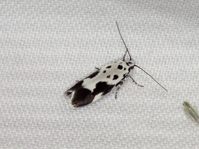 Ethmia quadrillella - gyászos feketemoly