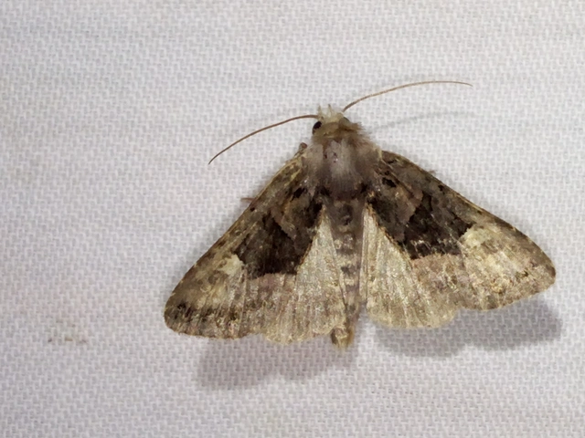 Euplexia lucipara - szeder-csipkésbagoly