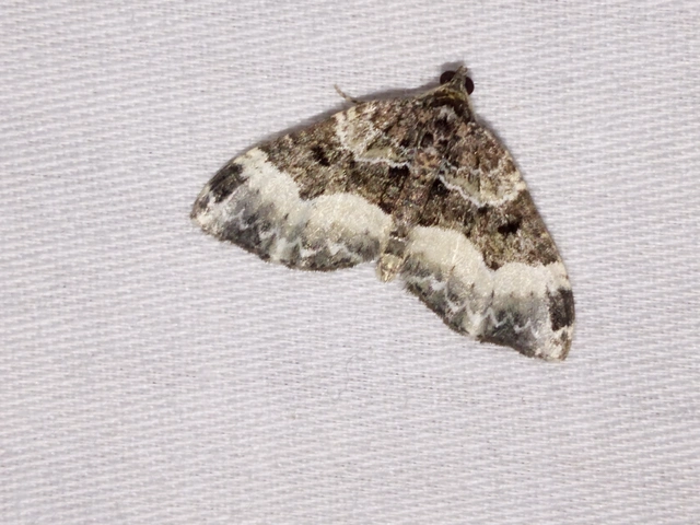 Euphyia unangulata - fogassávú tarkaaraszoló