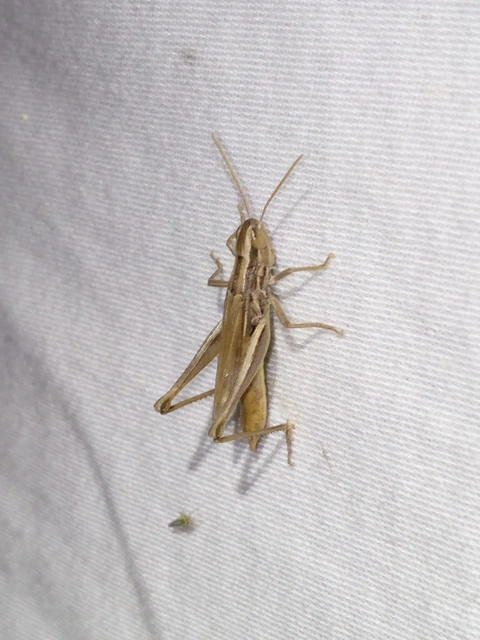 Euchorthippus declivus - rövidszárnyú rétisáska