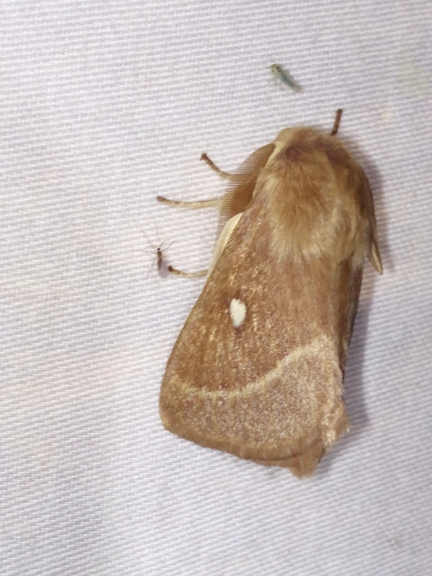 Lasiocampa trifolii - lóhereszövő