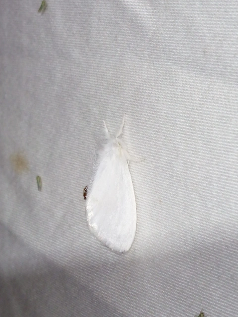 Sphrageidus similis - sárgafarú szövő