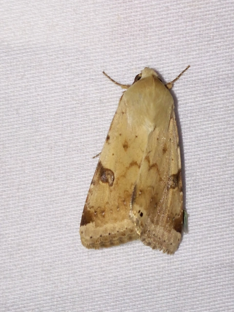 Heliothis peltigera - nagy veteménybagoly