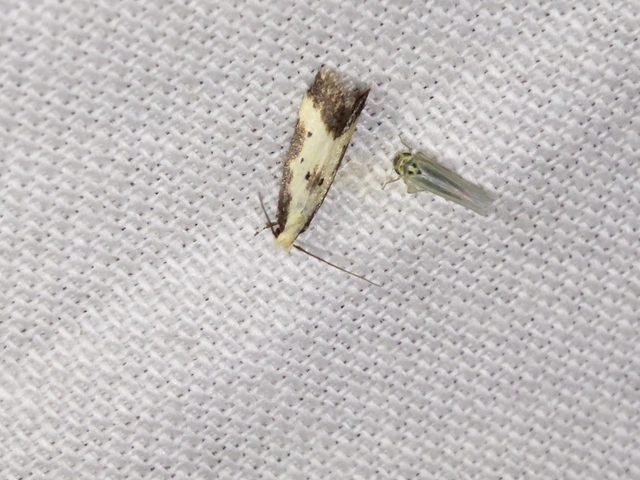 Brachmia dimidiella - citromkocsord-lápimoly
