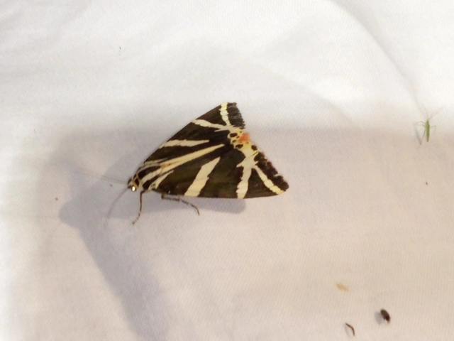 Euplagia quadripunctaria - csíkos medvelepke