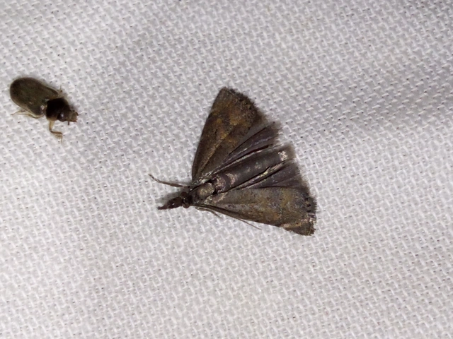 Platytes cerussella - törpe fűgyökérmoly