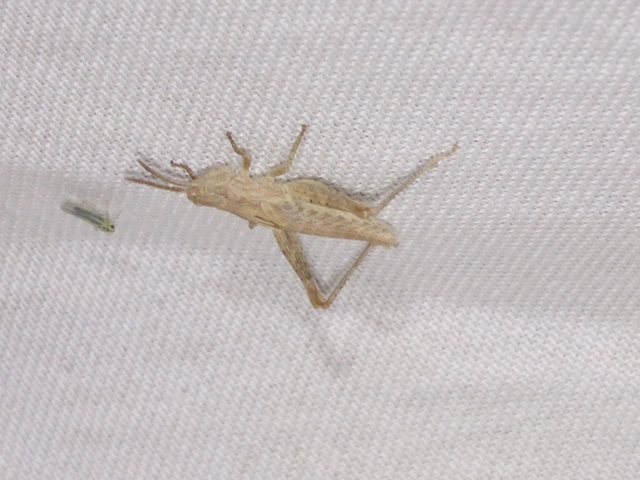 Chorthippus (Glyptobothrus) (subgenus)