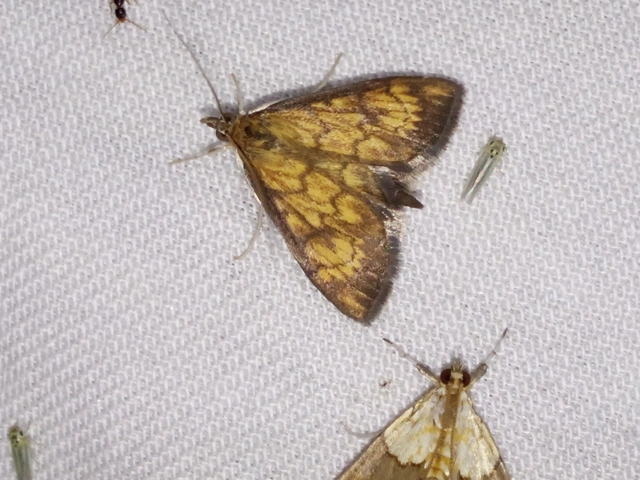 Ecpyrrhorrhoe rubiginalis - rozsdavörös tűzmoly
