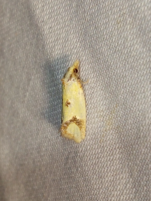 Agapeta zoegana - barnacsíkos sárgamoly