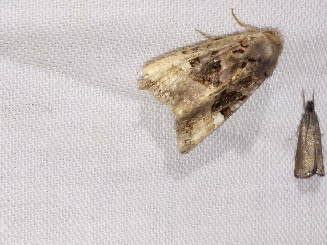 Euplexia lucipara - szeder-csipkésbagoly