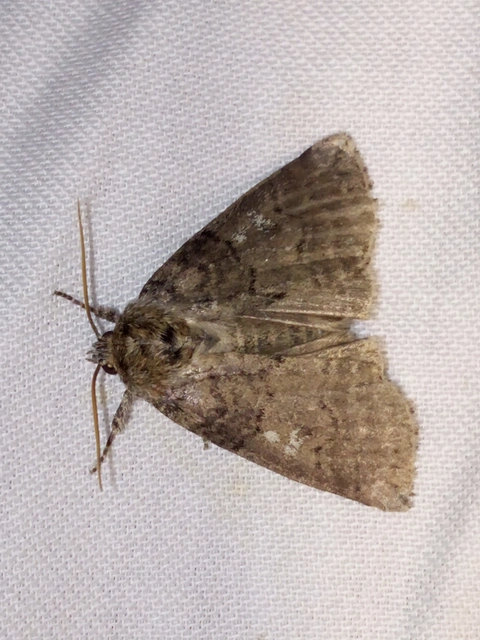 Tethea or - bélyeges pihésszövő