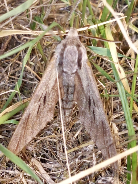 Hyloicus pinastri - fenyőszender