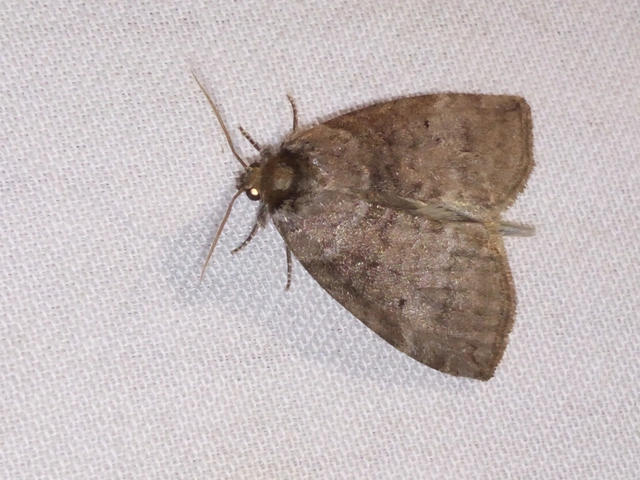 Ochropacha duplaris - égerlevél-pihésszövő