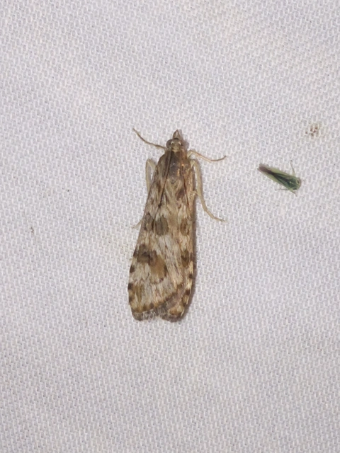 Nomophila noctuella - közönséges vándormoly