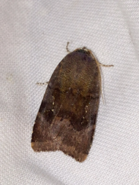 Noctua janthe/janthina