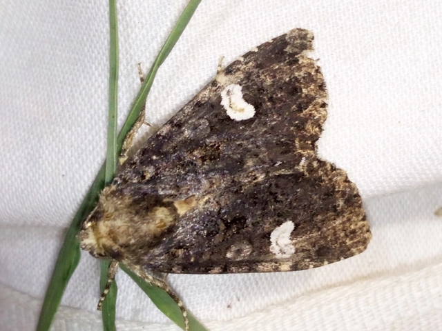 Melanchra persicariae - fehérfoltos kertibagoly