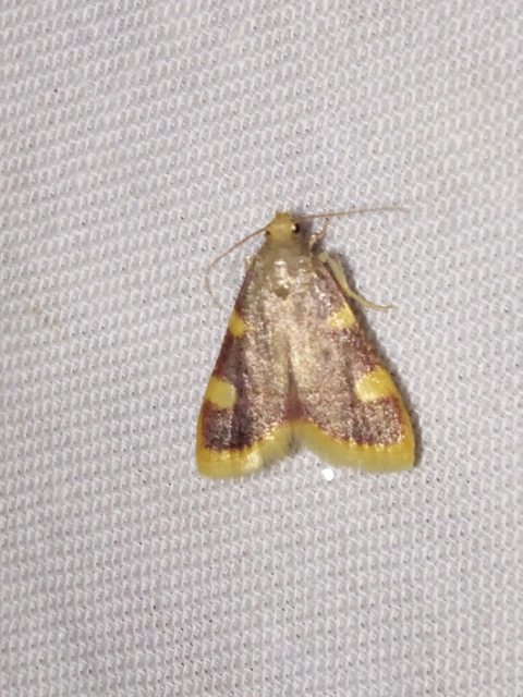 Hypsopygia costalis - szénailonca
