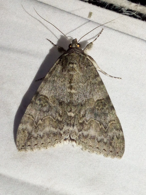 Catocala nupta - piros övesbagoly