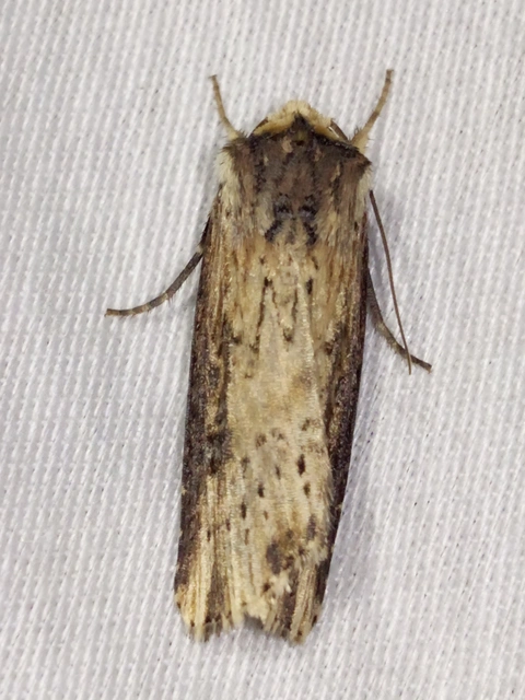 Axylia putris - vonalkás földibagoly