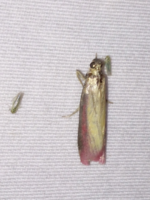 Oncocera semirubella - lucernamoly