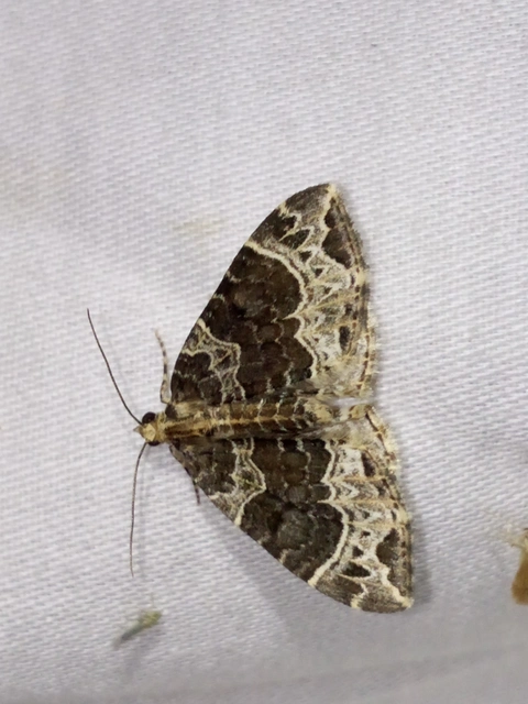 Ecliptopera silaceata - barna tarkaaraszoló