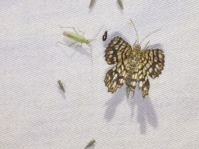 Chiasmia clathrata - rácsos rétiaraszoló