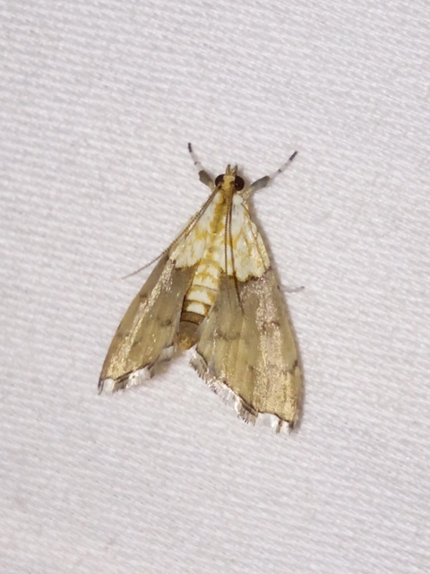 Agrotera nemoralis - ligeti tűzmoly