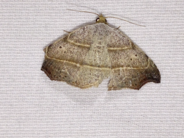 Laspeyria flexula - zuzmóbagoly