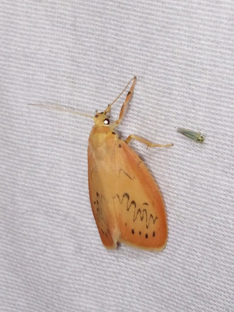 Miltochrista miniata - piros medvelepke