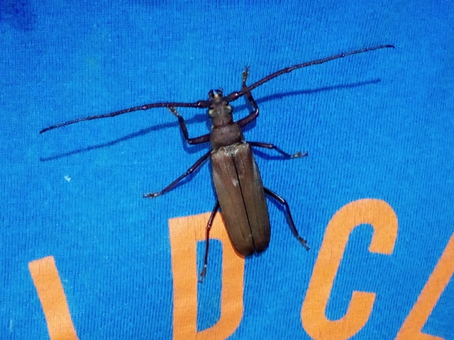 Aegosoma scabricorne - diófacincér