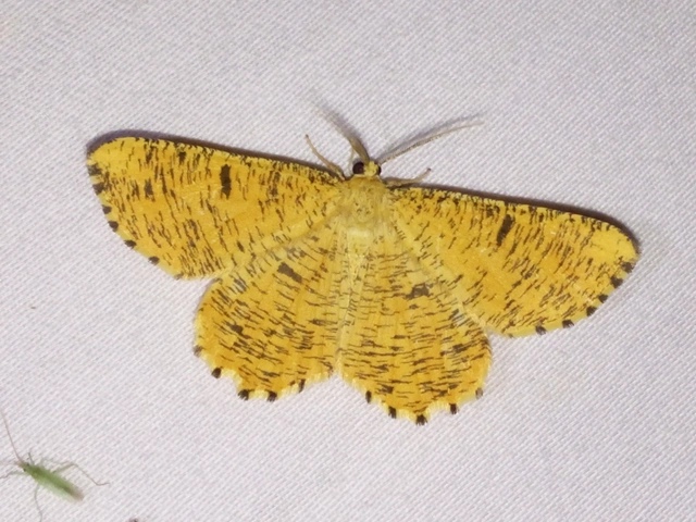 Angerona prunaria - sárga kökényaraszoló