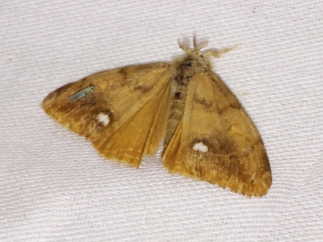 Orgyia antiqua - rozsdabarna kisszövő