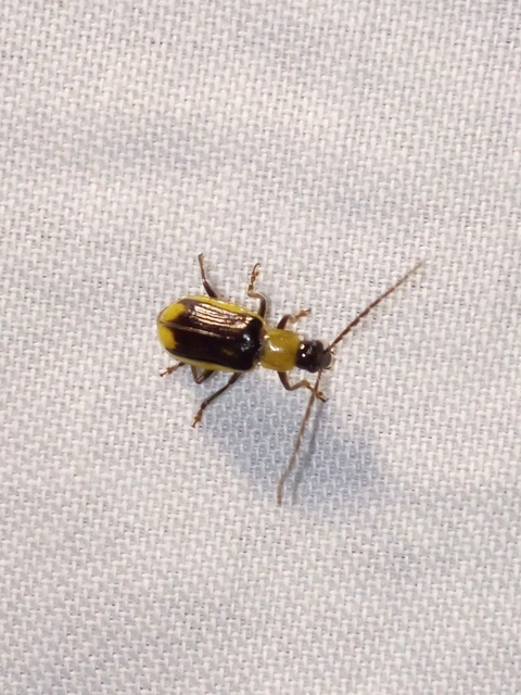 Diabrotica virgifera - amerikai kukoricabogár