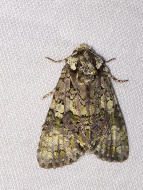 Craniophora ligustri - fagyalbagoly