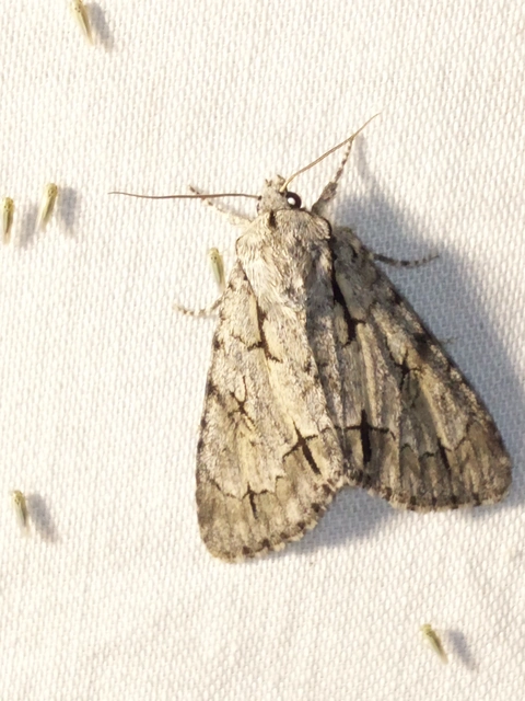 Acronicta cuspis/tridens/psi