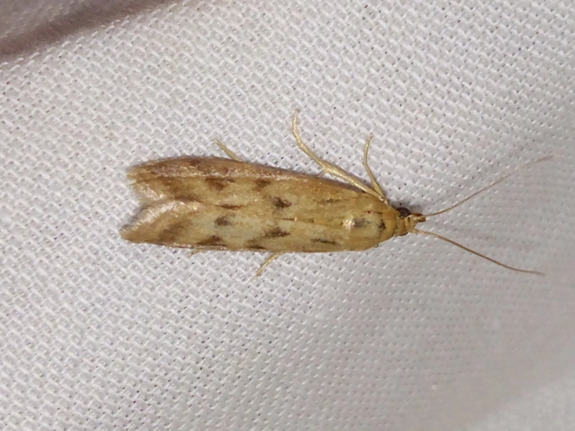 Homoeosoma sinuella - agyagsárga karcsúmoly