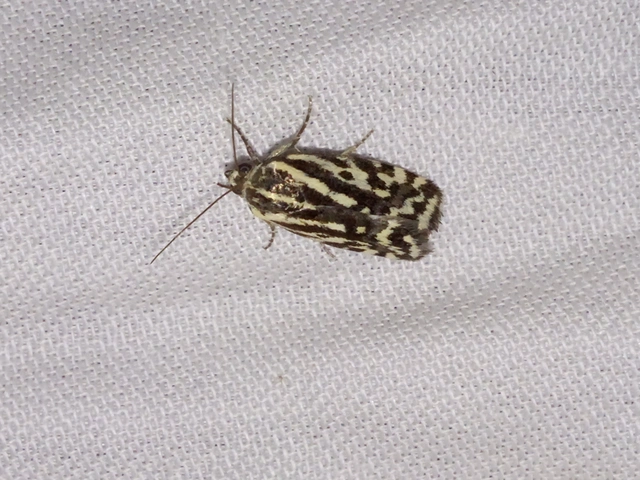 Emmelia trabealis - zebrabagoly