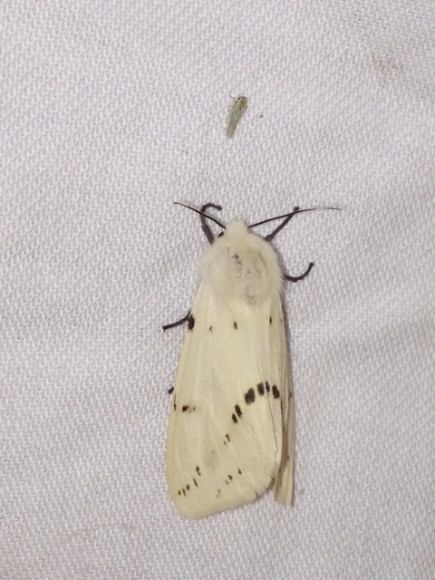 Spilarctia lutea - sárgás medvelepke