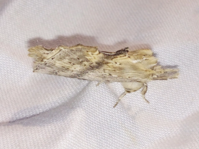 Pterostoma palpina - csőrös púposszövő