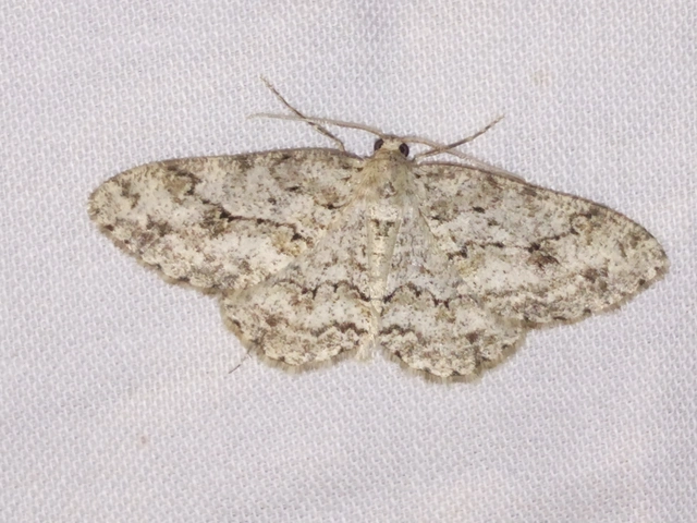 Ectropis crepuscularia - avararaszoló