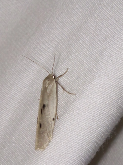 Pelosia muscerda - hamvas zuzmószövő
