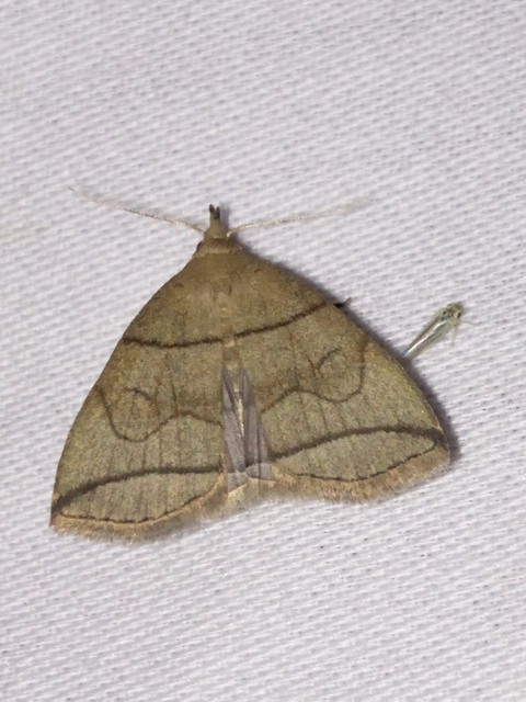 Herminia grisealis - ligeti karcsúbagoly