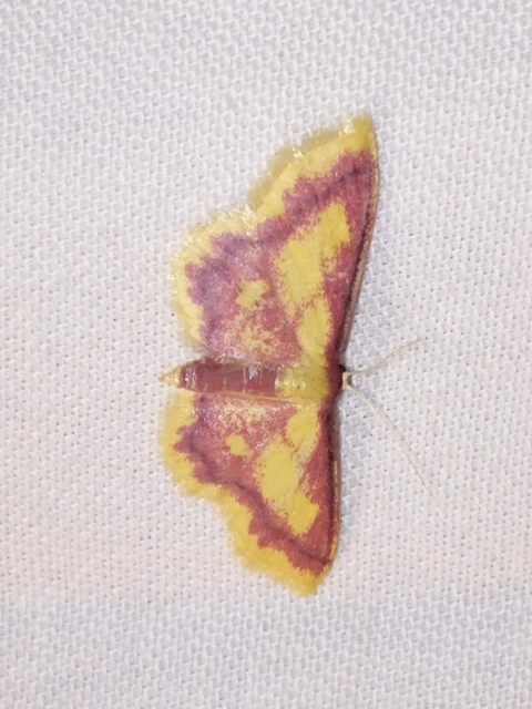 Idaea muricata - mocsári pirosaraszoló