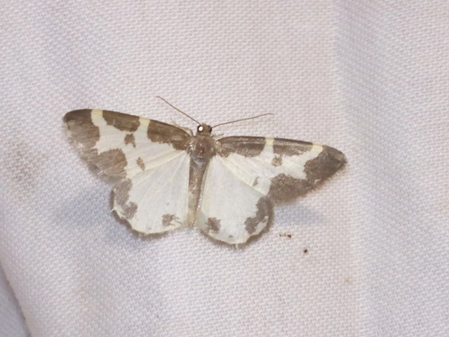 Lomaspilis marginata - szegélyes nyárfaaraszoló