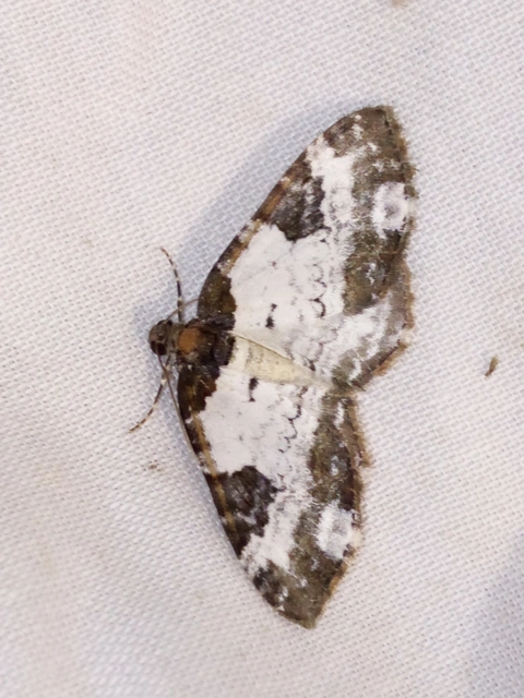Melanthia procellata - hullámos tarkaaraszoló