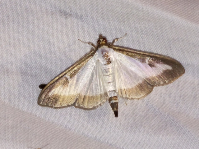 Cydalima perspectalis - puszpáng-tűzmoly