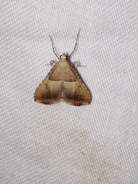 Endotricha flammealis - tüzesszárnyú fényilonca