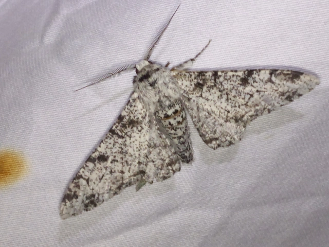 Biston betularia - szürkepettyes araszoló