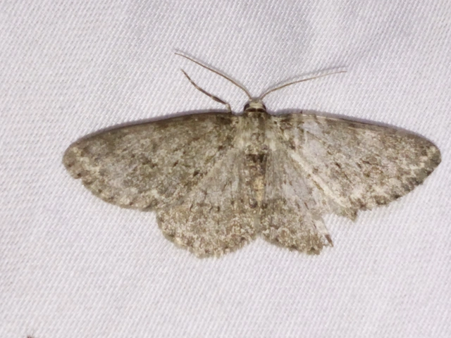 Ectropis crepuscularia - avararaszoló