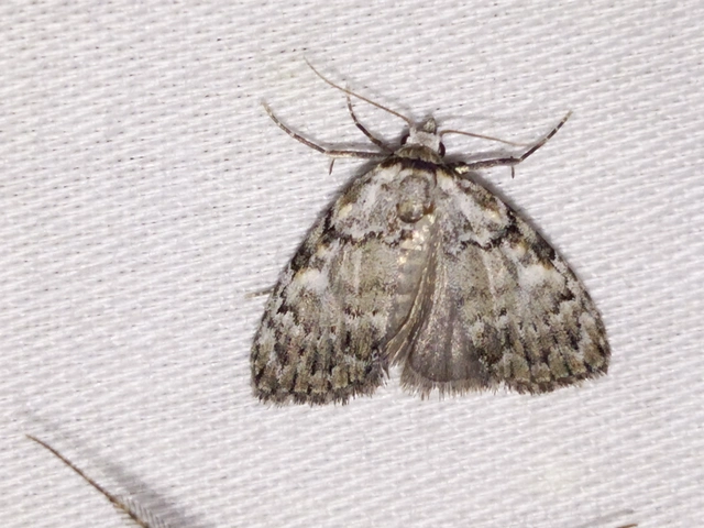 Meganola strigula - hamvas pamacsosszövő